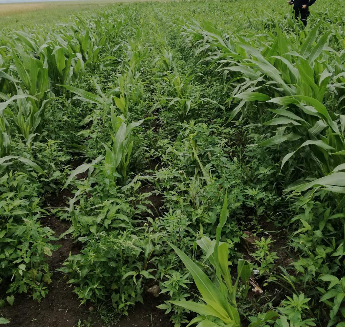 Ponad 500 krzaków marihuany znaleźli policjanci z Podlasia na polu kukurydzy pod Kolnem