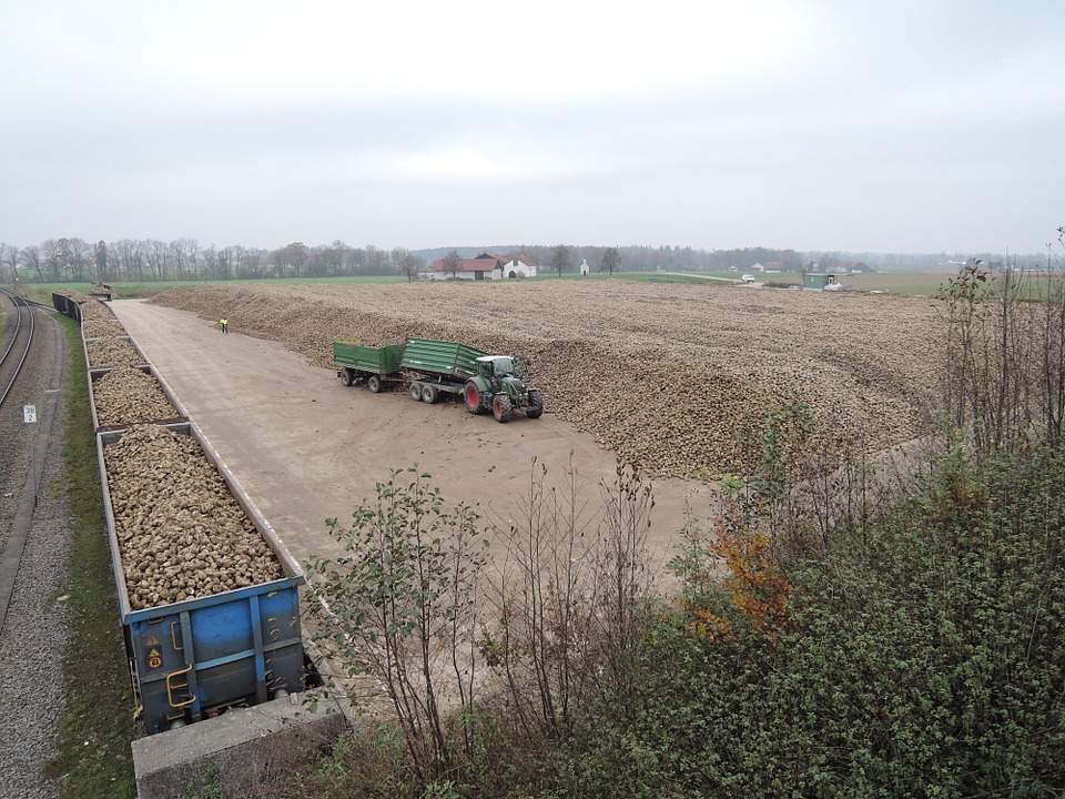Według UOKiK koncern Südzucker Polska stosuje niejasne stawki za buraki dostarczone przez plantatorów 