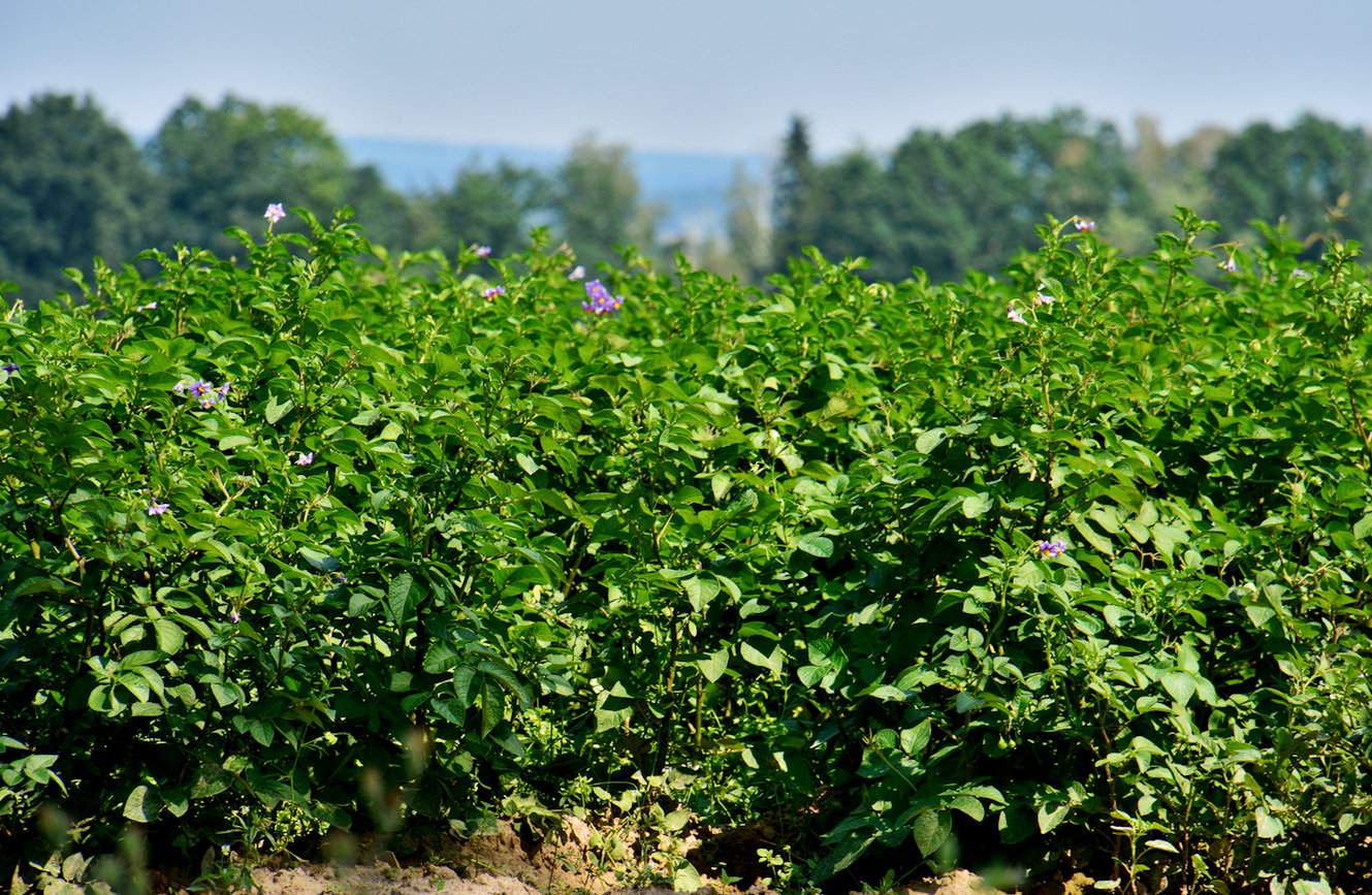 Szkodliwa dla jakości ziemniaków antraknoza pojawia się na plantacjach w okresie kwitnienia i przypuszcza atak od wierzchołków roślin