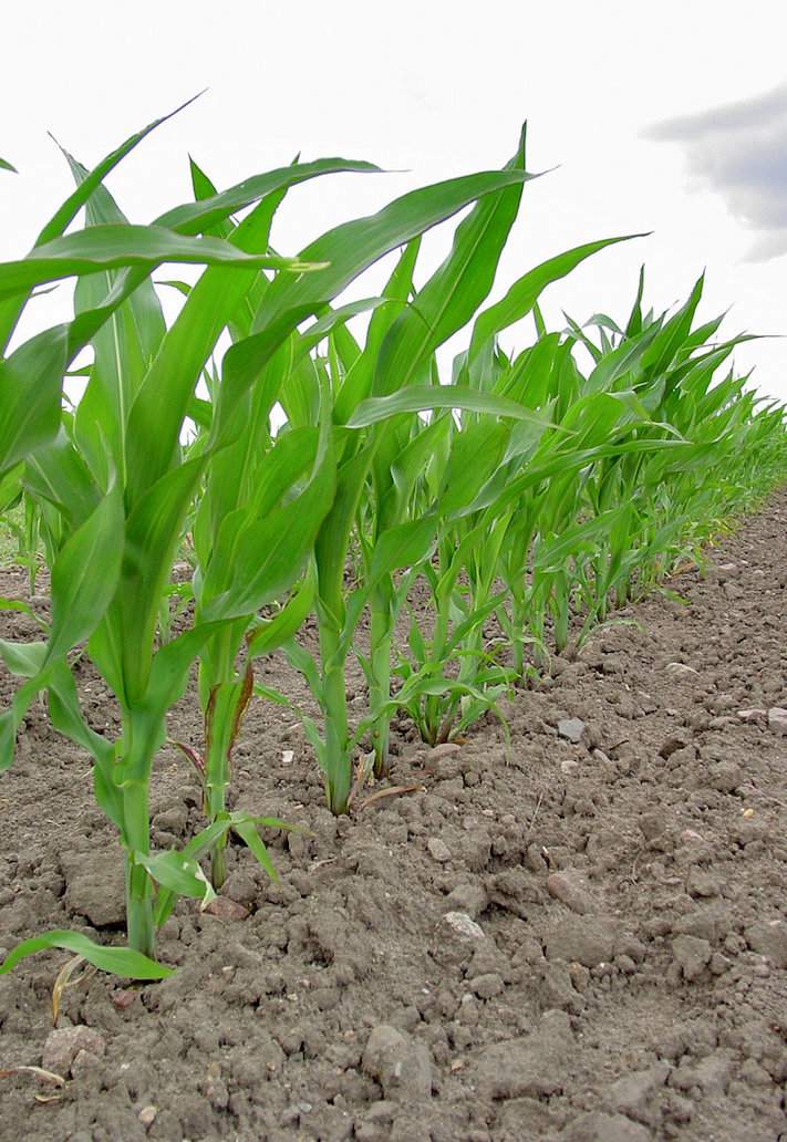 DIMBOA chroni kukurydzę przed omacnicą tylko we wczesnych fazach rozwoju roślin, mniej więcej do fazy 6–8 liści