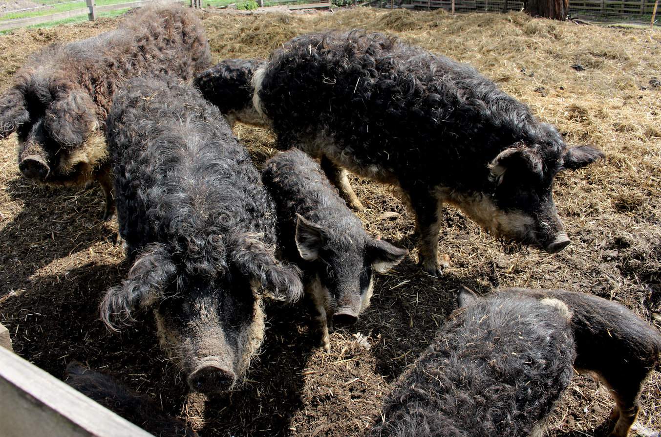 Kudłate świnie mangalica nie mają wysokich wymagań pokarmowych, a ich mięso, pomimo dużego otłuszczenia, jest bardzo smaczne