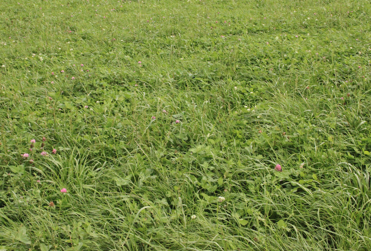 Trawy to podstawa chowu i hodowli bydła mlecznego. Gospodarz od lat zakłada nowe użytki zielone wysiewając mieszanki łąkowe z firmy Barenbrug