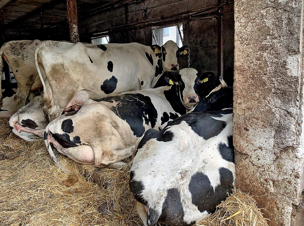 Pogłowie krów mlecznych w gospodarstwie liczy 25 sztuk