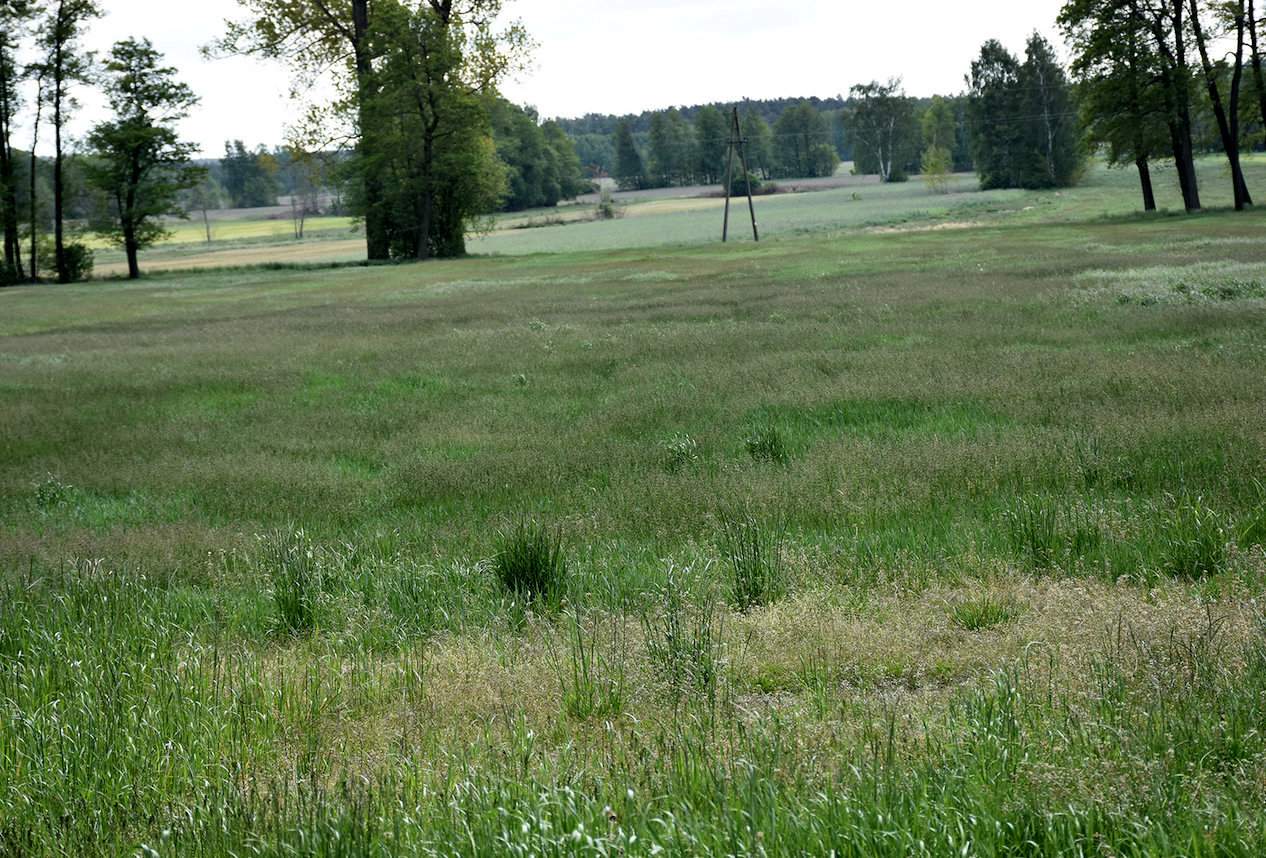 Najczęściej łąki w gminie Bielawy wyglądają tak jak ta, czyli bardzo mizernie