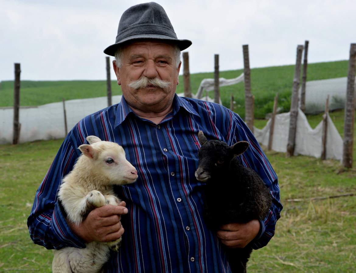 Stanisław Majdański z jagniętami owcy wrober (z lewej) i roztoczańskiej (z prawej) w rodzinnym gospodarstwie w Typinie