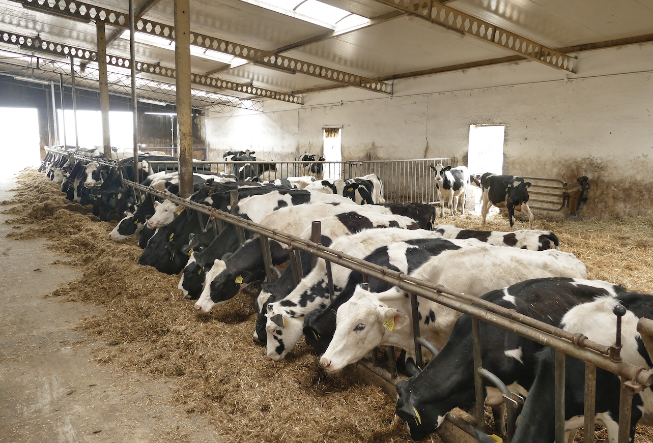 Młodzi hodowcy są dostawcami OSM Łowicz – Zakład Mleczarski w Toruniu, do którego sprzedają obecnie ponad 100 tysięcy litrów mleka miesięcznie.