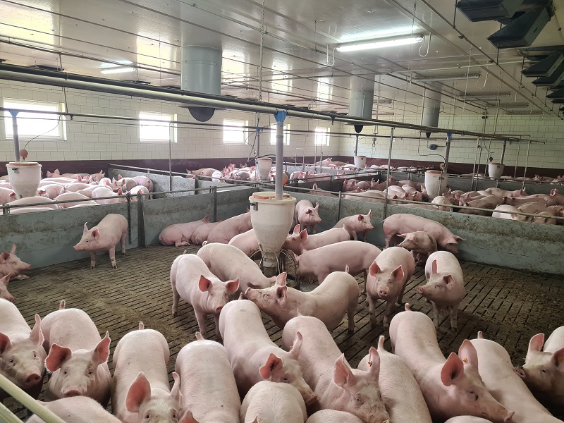 Nawet 70 tys. zł dopłaty dla producentów świń. Jakie stawki i termin naboru wniosków?
