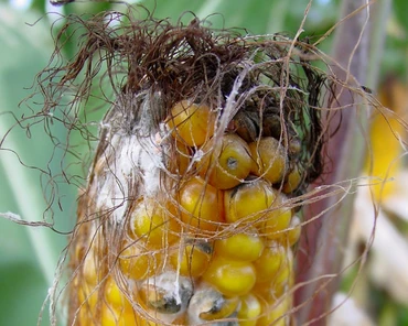 Jak się bronić przed chorobami kukurydzy na ziarno?