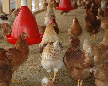 Czy polscy rolnicy dostaną odszkodowania za grypę ptaków?