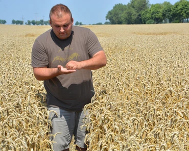 PORADNIK: Jak plonują polskie odmiany pszenicy w trudnych warunkach?