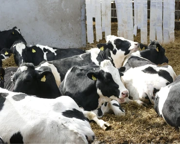 Czy można uodpornić krowy na stres cieplny?