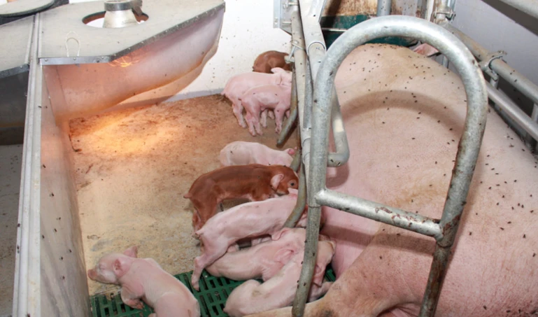 Jak choroba Aujeszkyego utrudnia handel świniami?