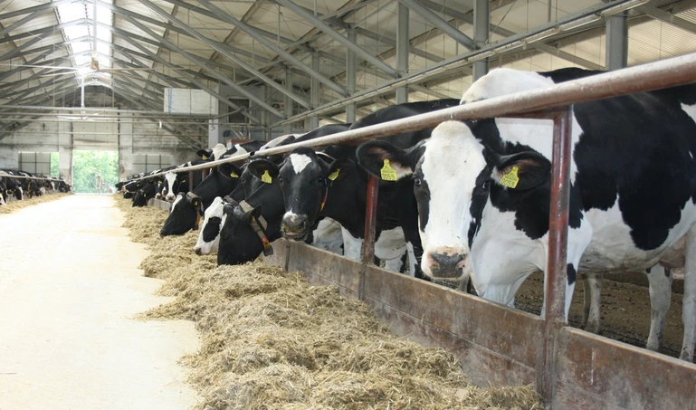 Proces walki z mięsem i mlekiem będzie się nasilał. Piątka dla zwierząt przy tym to pikuś