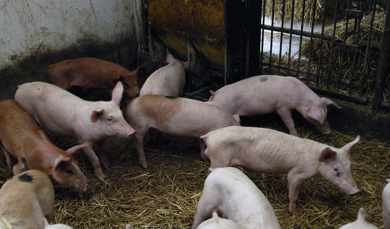 Kiedy chorobę powoduje kilka zarazków, czyli o zespole oddechowym świń (PRDC)