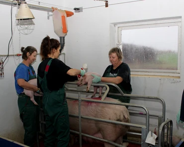 Choroby układu oddechowego świń groźne dla ciężarnych loch