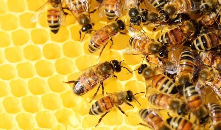 Rolnik użył zakazanego pestycydu przez co wybił 7,5 mln pszczół. Jaka kara mu grozi?