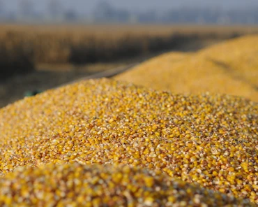 Czy cen kukurydzy będą rosły czy raczej spadać?