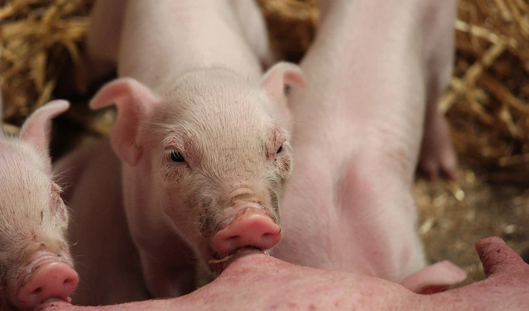 Minister obiecuje interwencję na rynku  świń, ale rolnicy mu nie wierzą