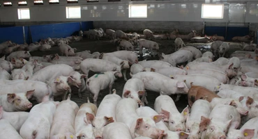 Zdrowe świnie nie potrzebują antybiotyków