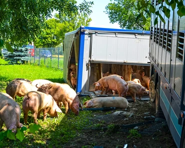Ponad 100 świń uciekło z ciężarówki po wypadku pod Jarocinem [FOTO]