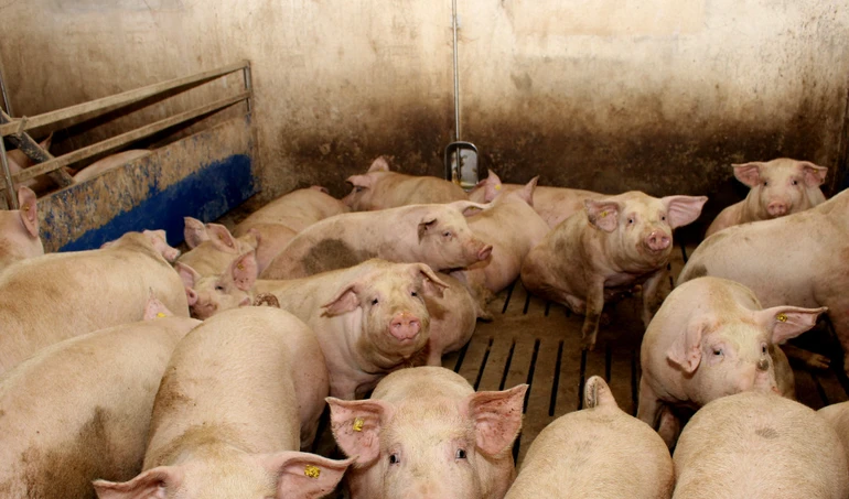Jakie czynniki zmniejszają ryzyko agresji wśród świń w czasie upałów?
