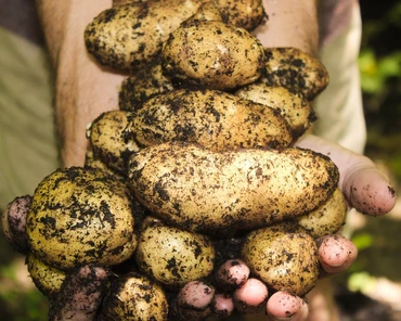 Ziemniaki średniowczesne - lista zalecanych odmian