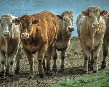 Pogłowie bydła w Australii powiększy się do ponad 25 mln sztuk