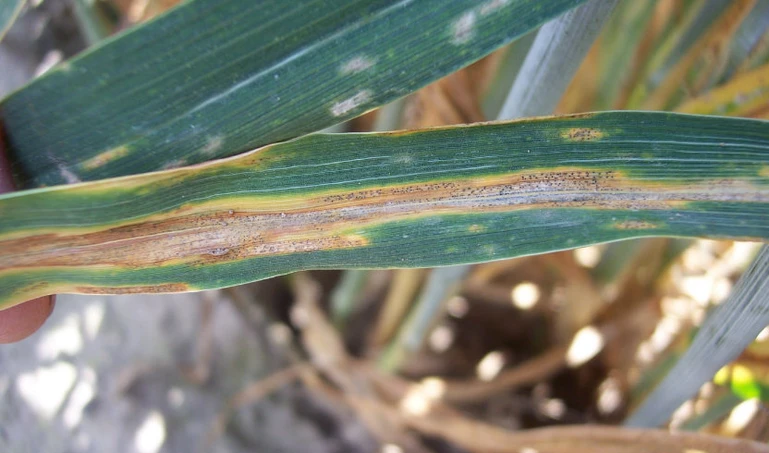 Najgroźniejsza choroba pszenicy – septorioza paskowana liści