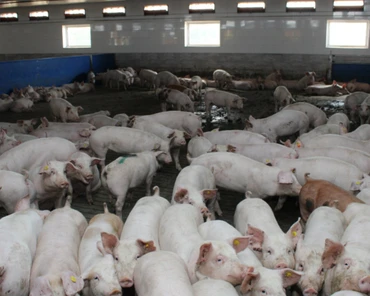 Zdrowe świnie nie potrzebują antybiotyków