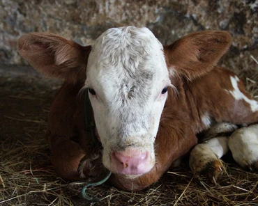 Czy darowizna krów własnemu synowi podlega opodatkowaniu?