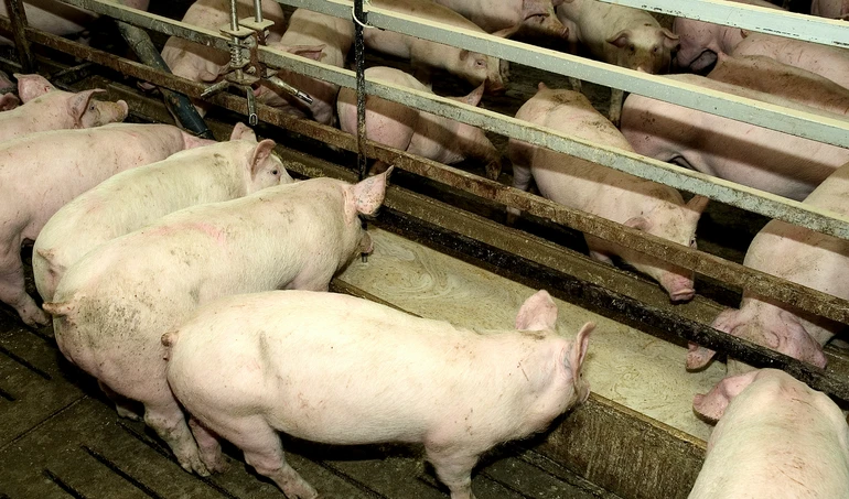 Płynne żywienie świń: jakich błędów unikać?