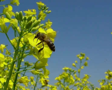 Jak wyhodować własne pszczoły murarki?
