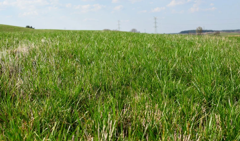 Jak rolnik powinien dbać o trawy nasienne?
