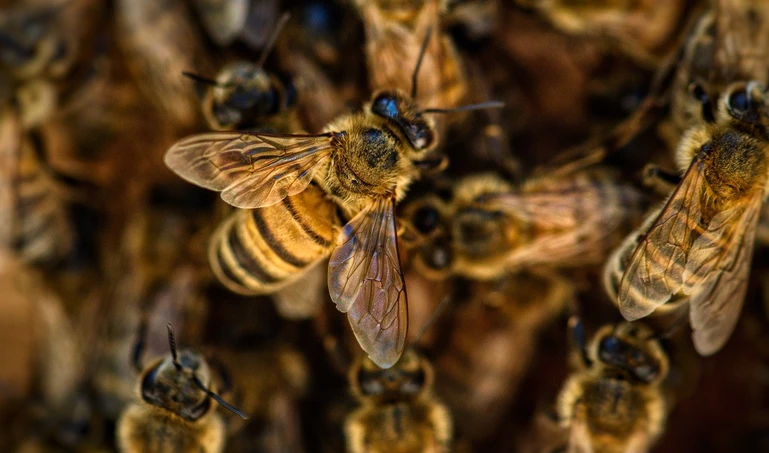 Czy pszczoły będą wykrywać COVID-19?