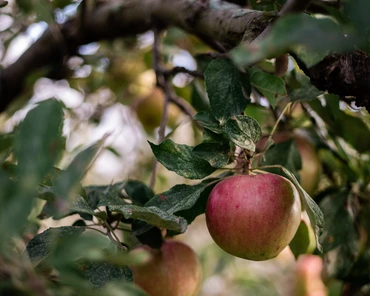 Jak latem przycinać jabłonie, aby było więcej owoców?