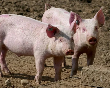 Weź udział w szkoleniu – Jak uniknąć strat w produkcji świń?
