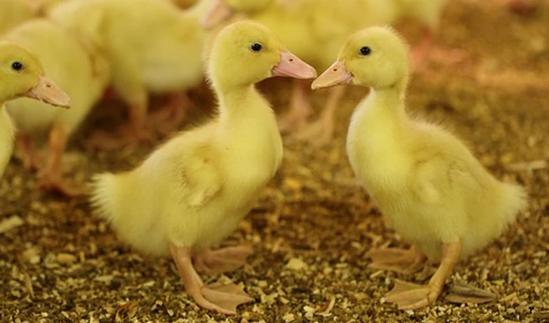 Ptasia grypa w Wielkopolsce. 4,5 tys. kaczek do wybicia