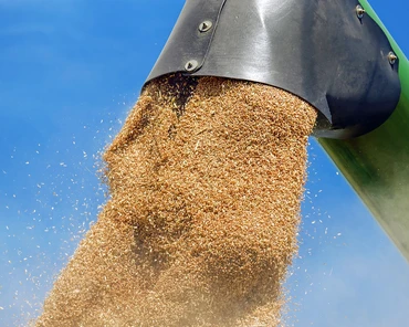 Ceny skupu zbóż i rzepaku: Gdzie i o ile spadły ceny pszenicy?