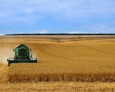 Jakie są ceny skupu zbóż i rzepaku na koniec maja?