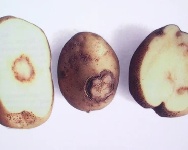 Nicienie w ziemniakach – jak je zwalczać?