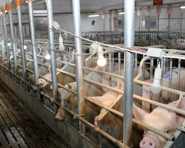 Probiotyki drożdżowe świetne w diecie świń podczas upałów