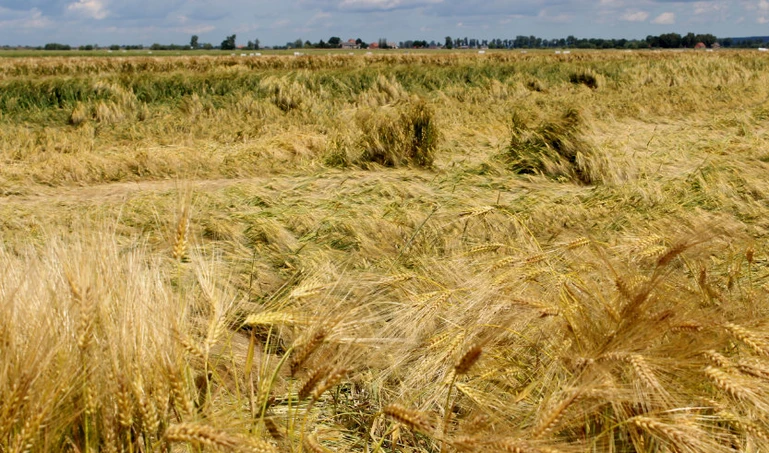 Jakie są przyczyny wylegania zbóż?