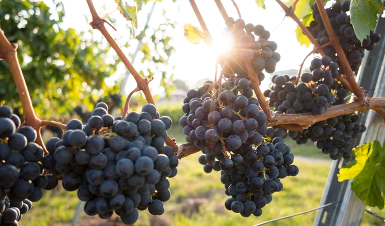 Siatki na winogrona - sposób na zabezpieczenie uprawy winogron - Symar