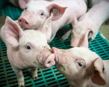 Przez ASF rolnicy sprzedają świnie poniżej kosztów produkcji