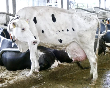 Jak wzmocnić odporność krów przed wycieleniem?