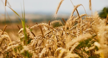 Katastrofalne zbiory zbóż w Kanadzie - susza okazała się bezlitosna dla rolników
