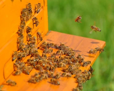 Światowy Dzień Pszczół – zadbajmy o zapylaczy