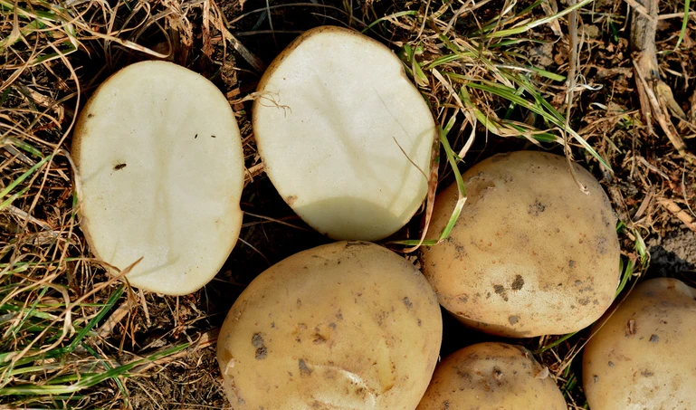 Ziemniaki skrobiowe - lista zalecanych odmian