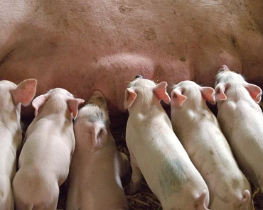 Najwięksi producenci wieprzowiny w Rosji zyskują na embargu