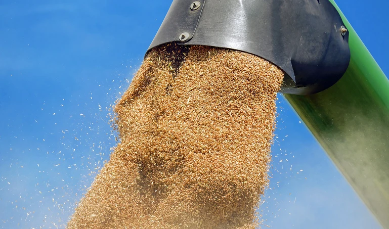 Ceny skupu zbóż i rzepaku: Gdzie i o ile spadły ceny pszenicy?